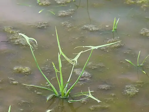 벗풀 (Sagittaria trifolia)