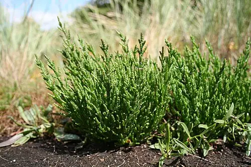 퉁퉁마디 (Salicornia europaea)