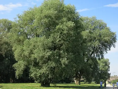 흰버드나무 (Salix alba)
