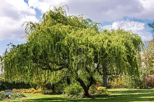 수양버들 (Salix babylonica)