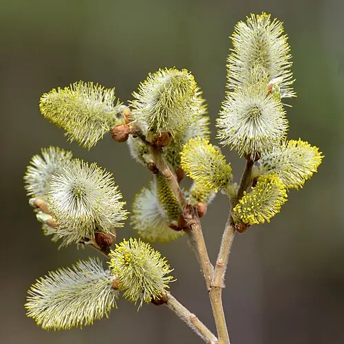 호랑버들 (Salix caprea)