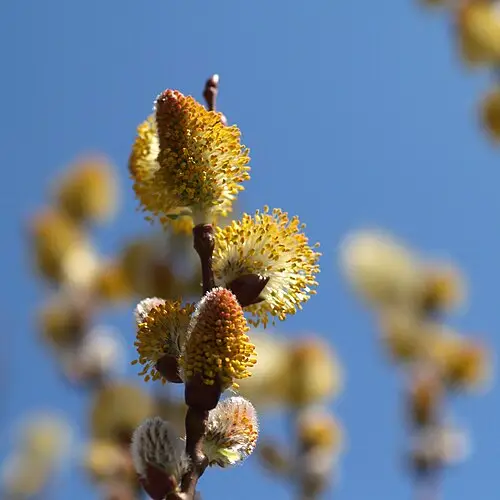 갯버들 (Salix gracilistyla)
