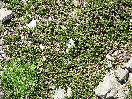 난쟁이버들 (Salix herbacea)