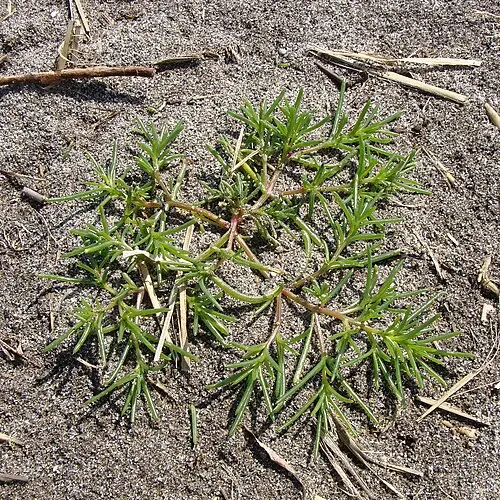 수송나물 (Salsola komarovii)