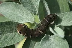 세이지