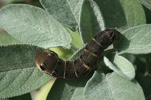 세이지 (Salvia officinalis)
