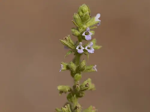 배암차즈기 (Salvia plebeia)