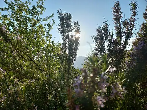 로즈마리 (Salvia rosmarinus)