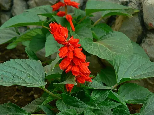 샐비어 (Salvia splendens)