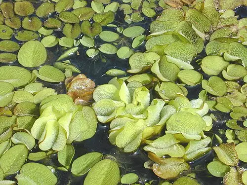 큰생이가래 (Salvinia × molesta)