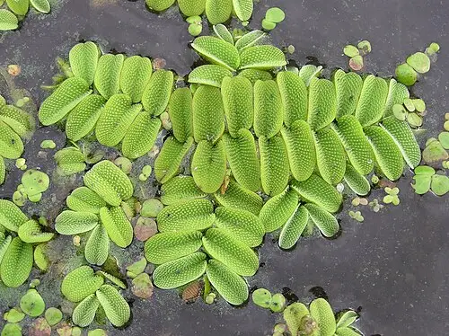 생이가래 (Salvinia natans)