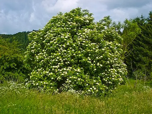 서양딱총나무 (Sambucus nigra)