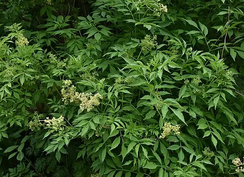 딱총나무 (Sambucus williamsii)