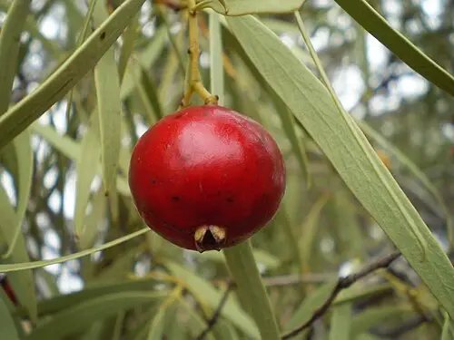 콴동 (Santalum acuminatum)