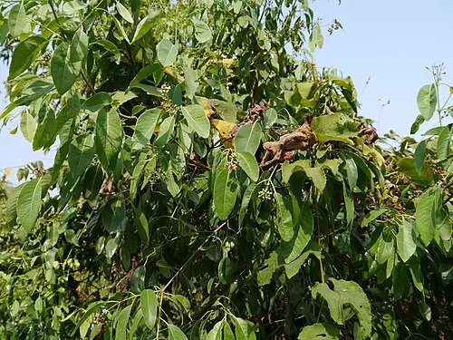 백단향 (Santalum album)