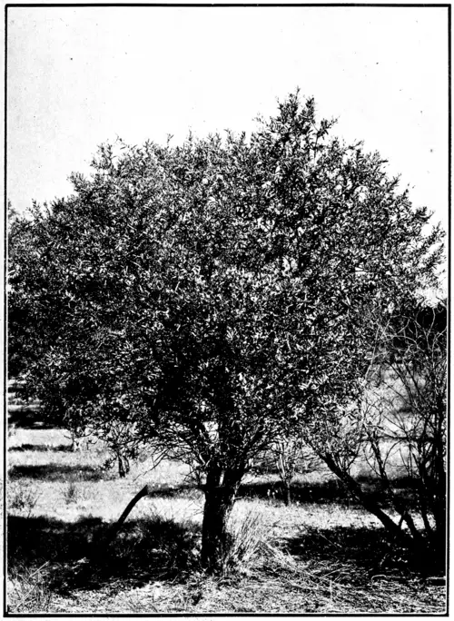 오스트레일리아백단향 (Santalum spicatum)