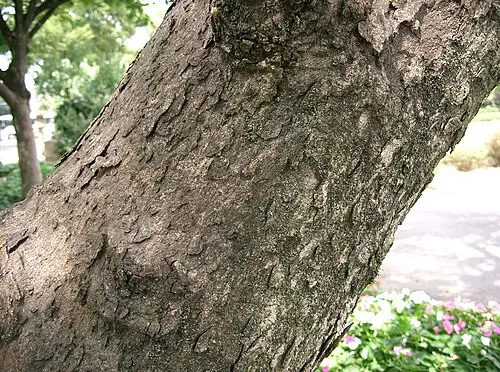 무환자나무 (Sapindus mukorossi)