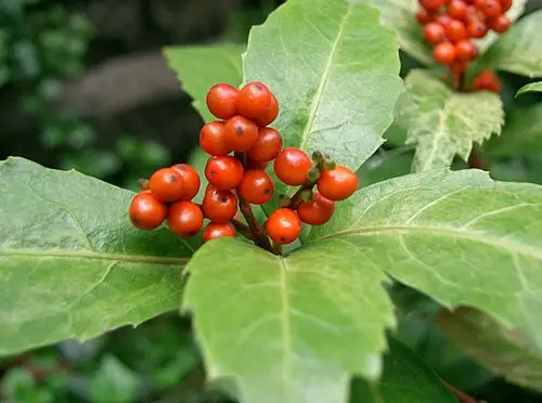 죽절초 (Sarcandra glabra)