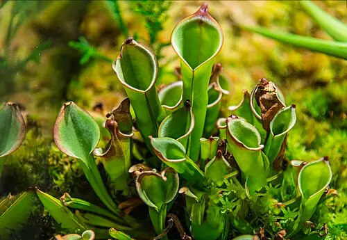 사라세니아 (Sarracenia purpurea)