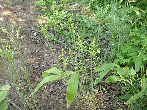 섬조릿대 (Sasa kurilensis)