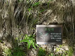 조릿대