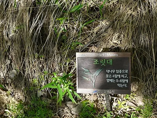 조릿대 (Sasamorpha borealis)