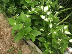 삼백초
