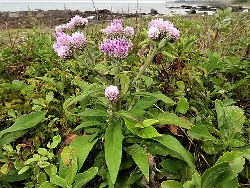 각시취 (Saussurea pulchella)