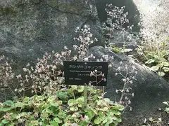 바위취