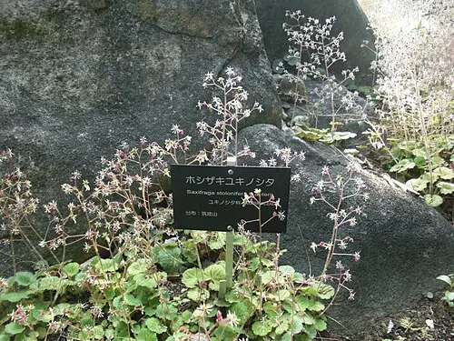 바위취 (Saxifraga stolonifera)