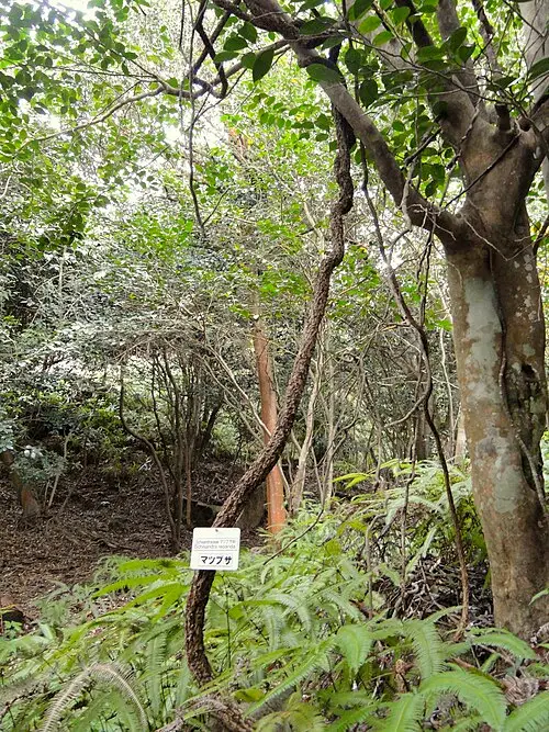 흑오미자 (Schisandra repanda)