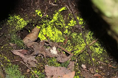 발광이끼 (Schistostega pennata)