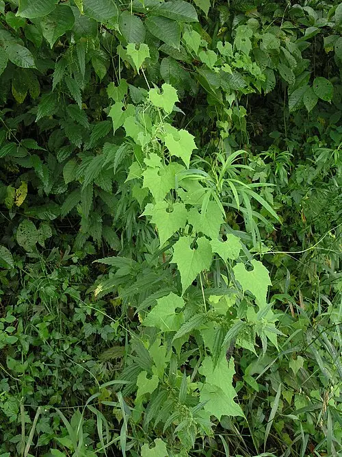 산외 (Schizopepon bryoniifolius)