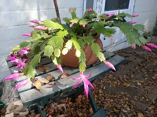 게발선인장 (Schlumbergera truncata)