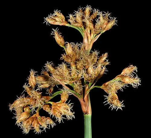 큰고랭이 (Schoenoplectus tabernaemontani)