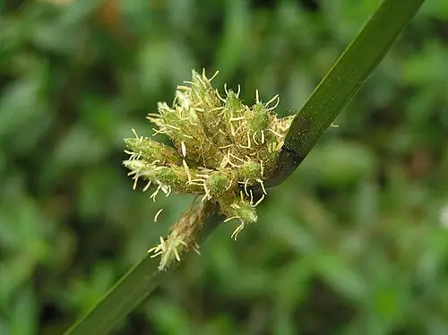 세모고랭이 (Schoenoplectus triqueter)