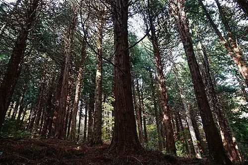 금송 (Sciadopitys verticillata)