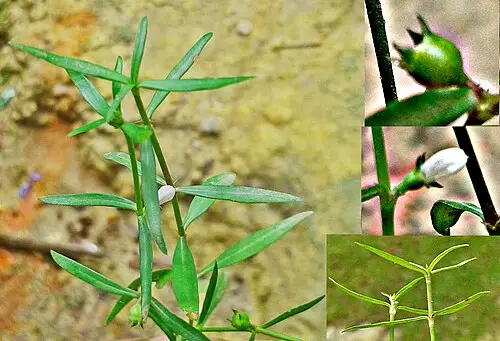 백운풀 (Scleromitrion diffusum)