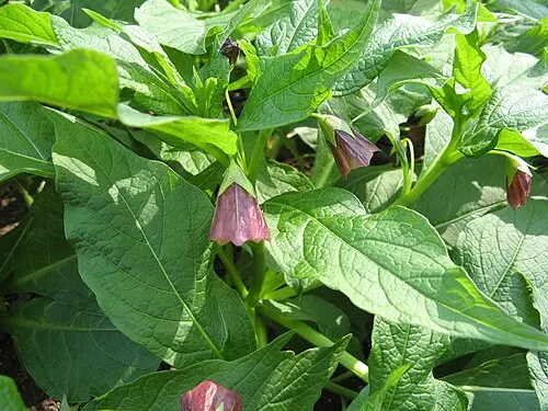 미치광이풀 (Scopolia japonica)