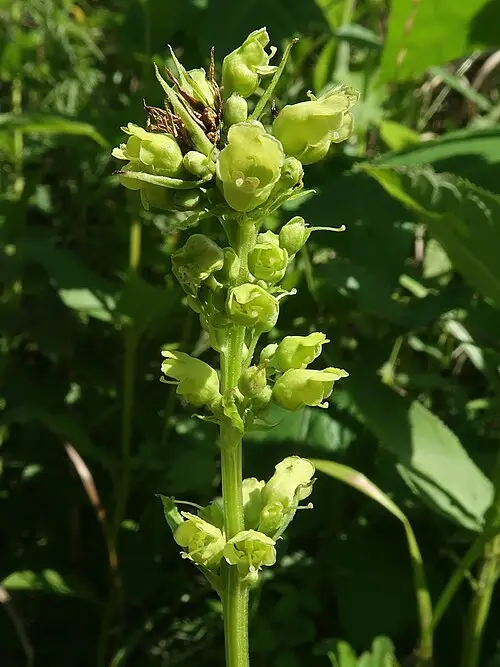 현삼 (Scrophularia buergeriana)