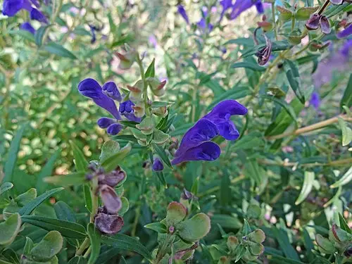 황금 (Scutellaria baicalensis)