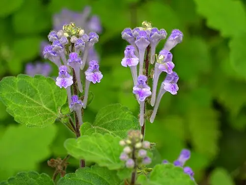 골무꽃 (Scutellaria indica)