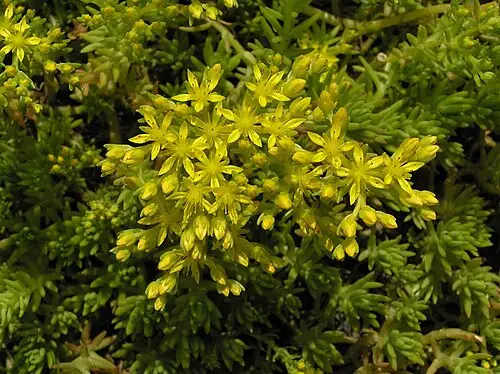 바위채송화 (Sedum polytrichoides)
