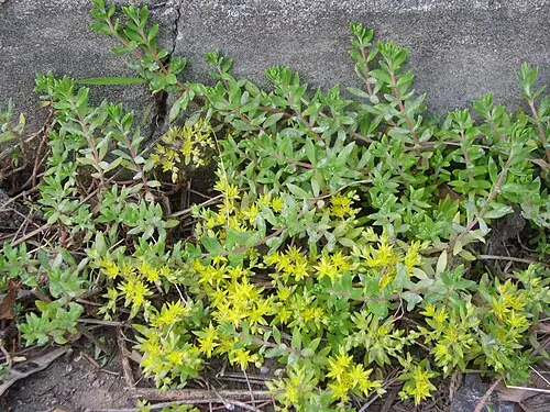 돌나물 (Sedum sarmentosum)