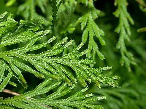 부처손 (Selaginella involvens)
