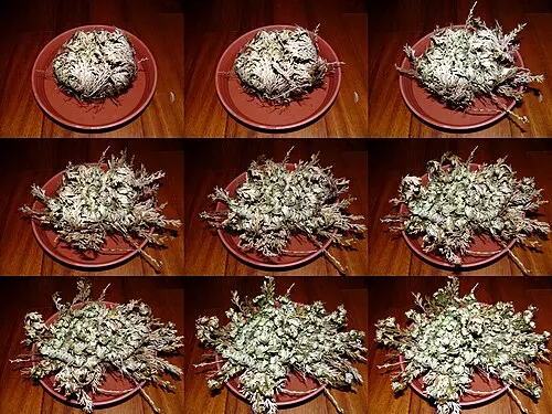 부활초 (Selaginella lepidophylla)