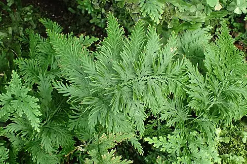개부처손 (Selaginella stauntoniana)