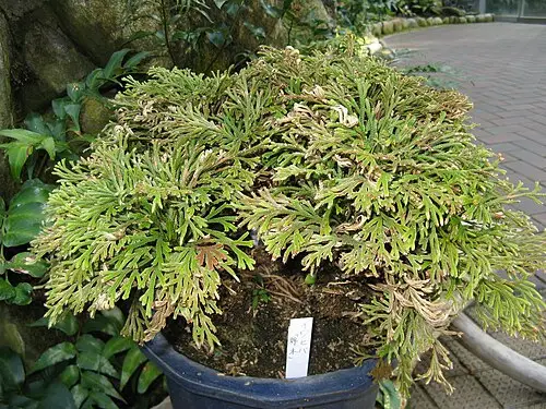 바위손 (Selaginella tamariscina)