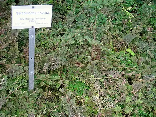 공작부처손 (Selaginella uncinata)