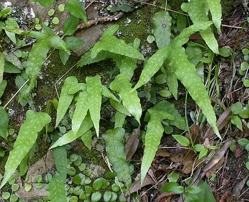 고란초 (Selliguea hastata)